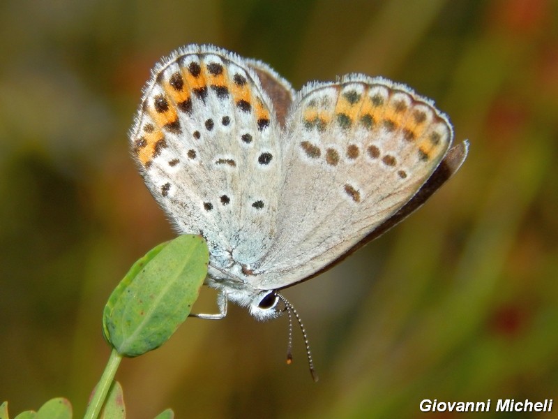 Plebejus....?